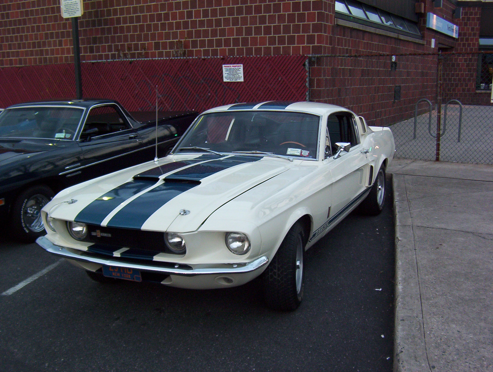 Painted Mustang.JPG